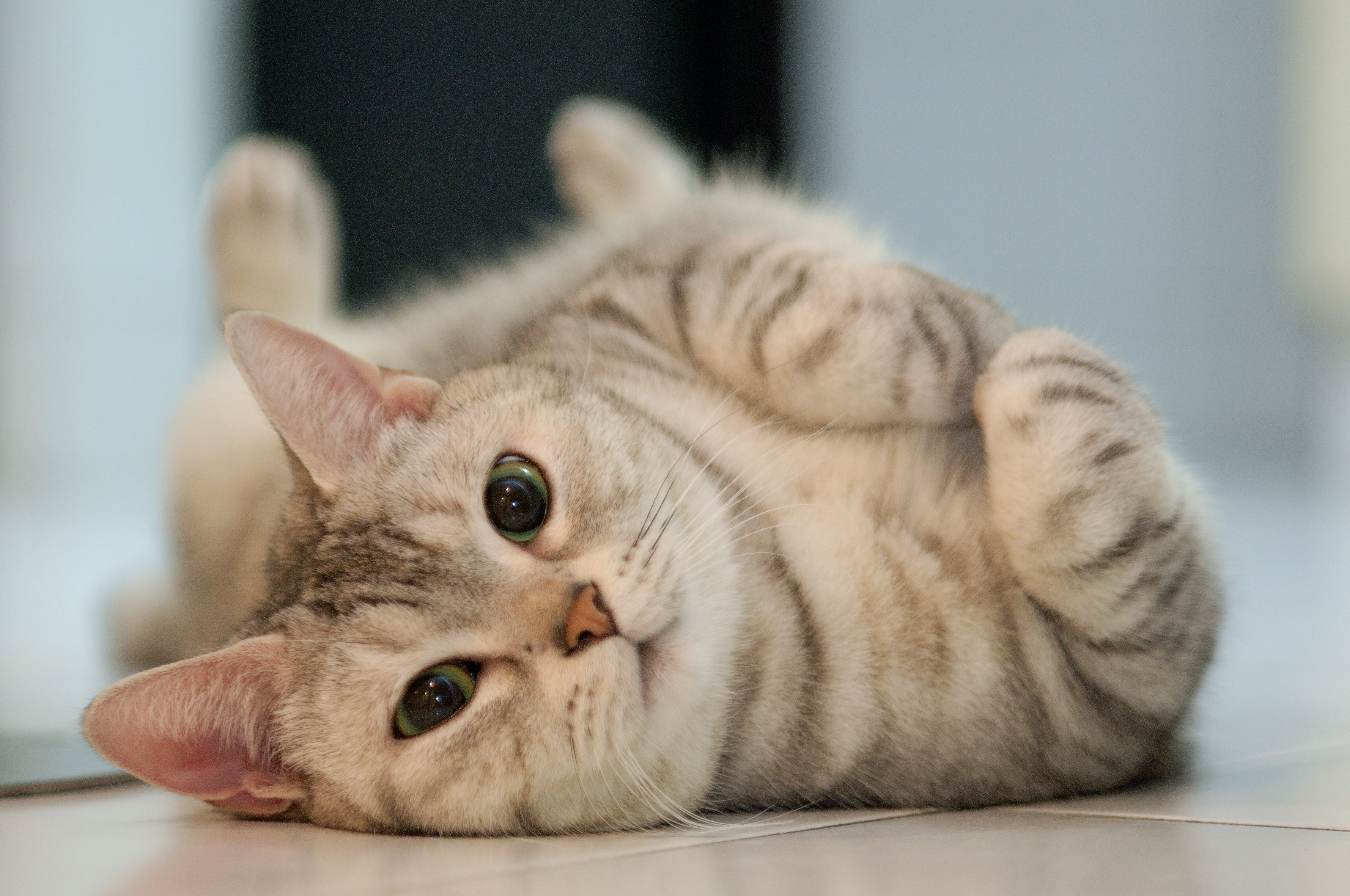 Domestic Cat